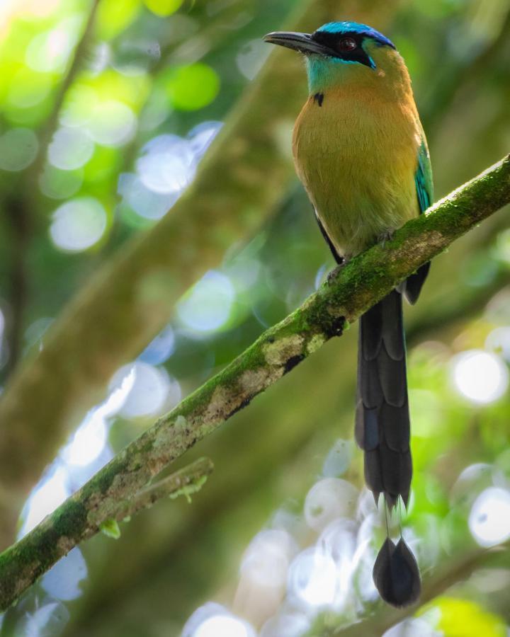 Cabanas El Bosque Turrialba Zewnętrze zdjęcie